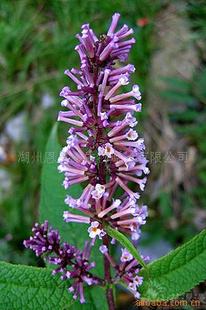 【密蒙花提取物 密蒙花苷 全花】 密蒙花苷 全花 黃色粉末 上海 植物提取物 價(jià)格 批發(fā)_