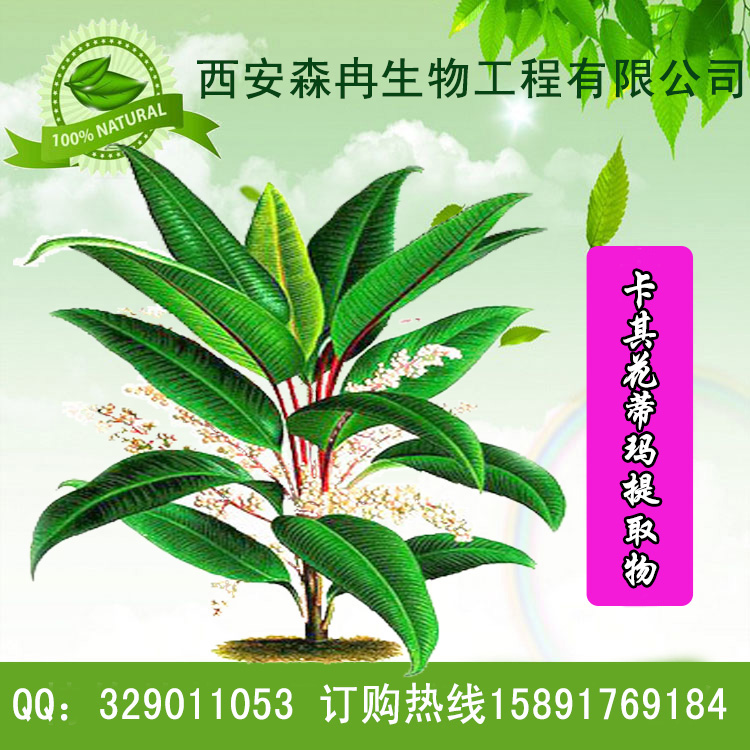 【森冉生物卡琪花蒂瑪提取物/卡其花蒂瑪提取物10:1】_