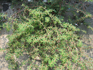 植物提取物新秀 探索地錦草提取物的多元應(yīng)用與市場(chǎng)前景