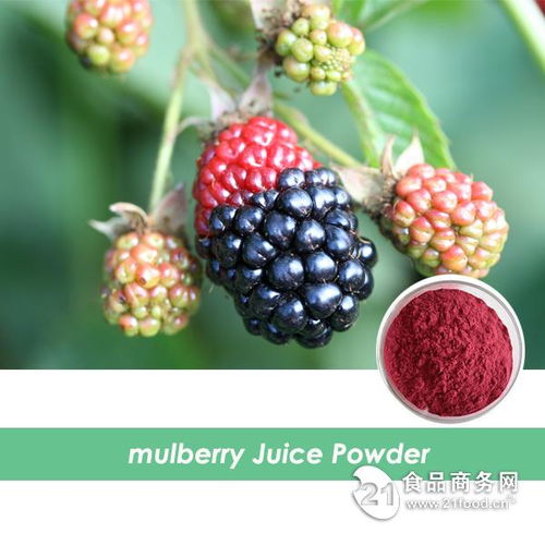 西安旭煌生物 工廠直銷高品質(zhì)桑葚粉，批發(fā)價(jià)格優(yōu)勢(shì)顯著